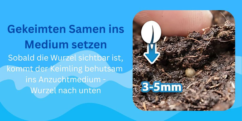 Gekeimter Samen ins Medium setzen