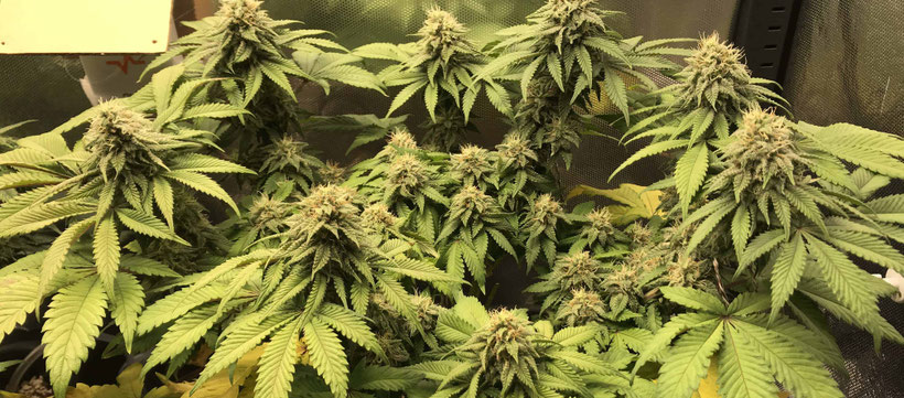Jack Herer Indoor Scrog