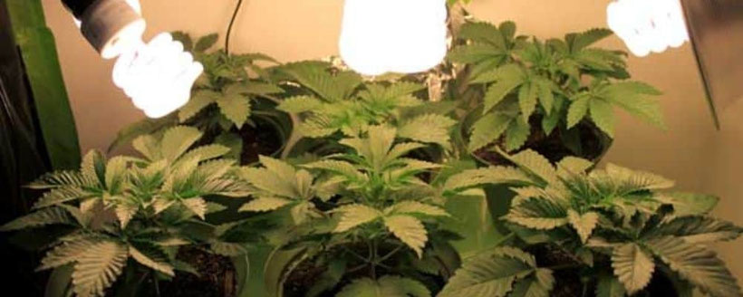 Was Sie für den Anbau von Cannabis mit Kompaktleuchtstofflampen benötigen