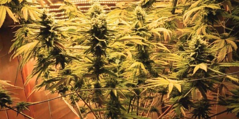 ak 47 indoor pflanze