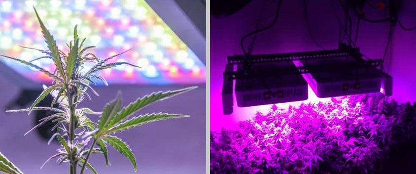 LED Growlampen