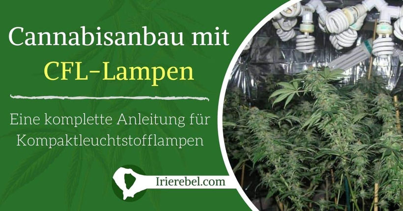 Wie man Cannabis mit Kompaktleuchtstofflampen (CFL) anbaut - Eine komplette Anleitung