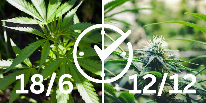 Lichtzyklus für vegetative und Blütephase 