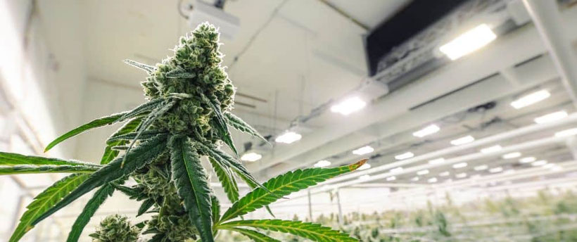 cannabis anbau in innenräumen