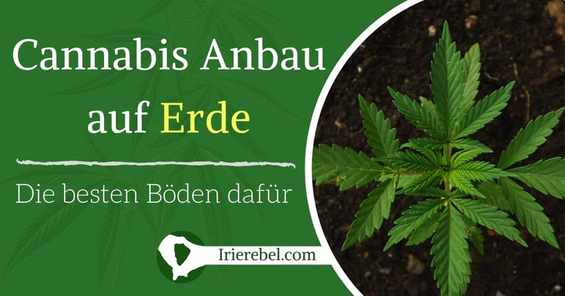 Cannabis Anbau auf Erde