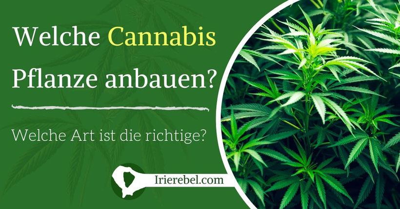 Welche Art von Cannabis Pflanze anbauen