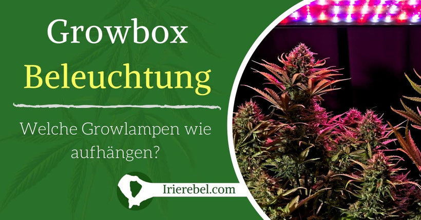 Growbox Beleuchtung – Welche Growlampen wie aufhängen