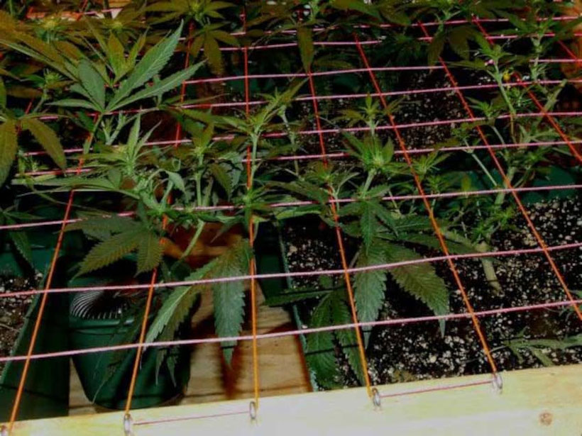 cannabis arme unter scrogging netz