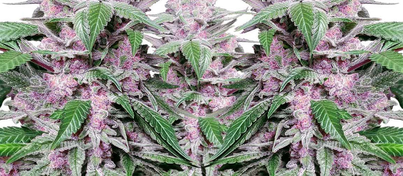 purple cookie kush indoor
