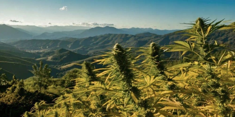 Acapulco Gold Cannabis outdoor Pflanze