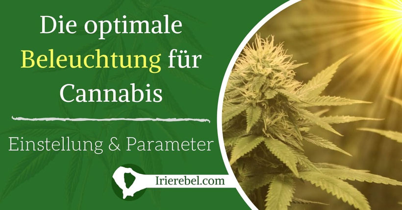 Die optimale Beleuchtung für Cannabis Pflanzen - Anleitung