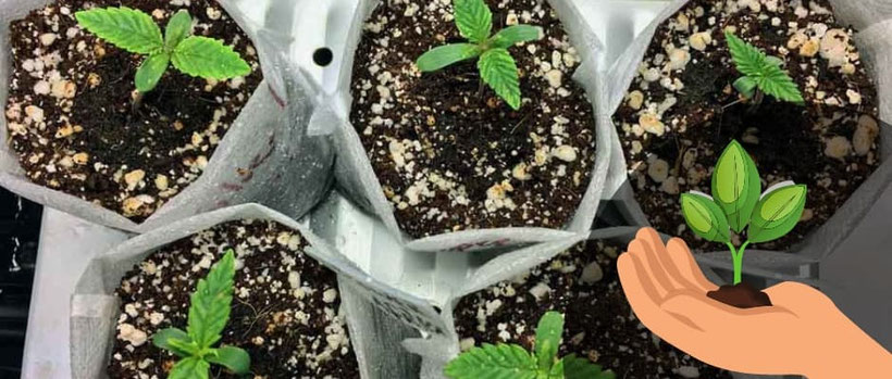 cannabis Keimlinge