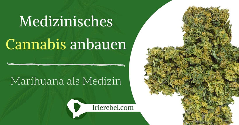 Medizinisches Cannabis anbauen - Marihuana als Medizin