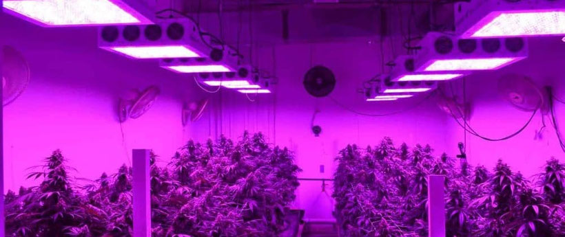 Abstand von LED Growlampen