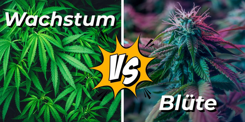 wachstum vs blüte