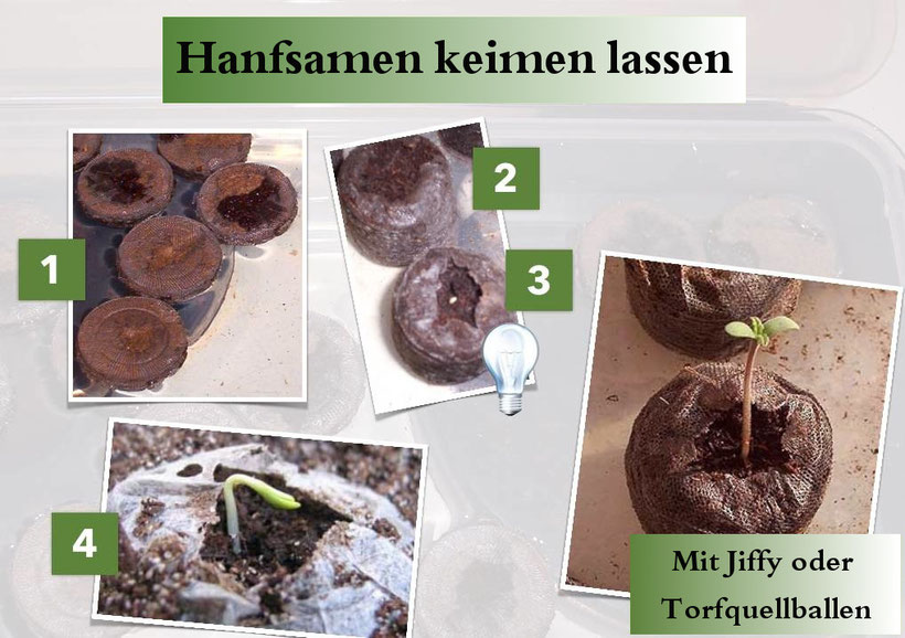 Hanfsamen keimen lassen