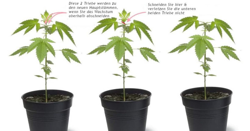 cannabis mit der topping methode beschneiden