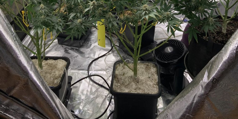 Wie funktioniert das Autopot-System?