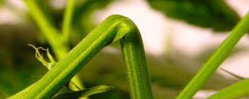 cannabis zweig super crop