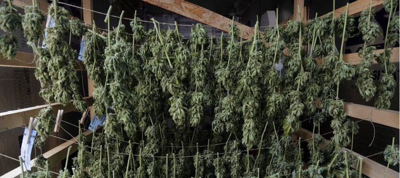 Cannabis Temperatur bei der Trocknung