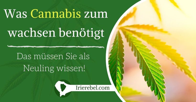 Was braucht eine Cannabis Pflanze zum wachsen?