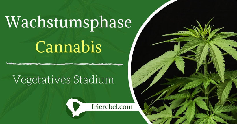 Wachstumsphase Cannabis - Das vegetative Stadium