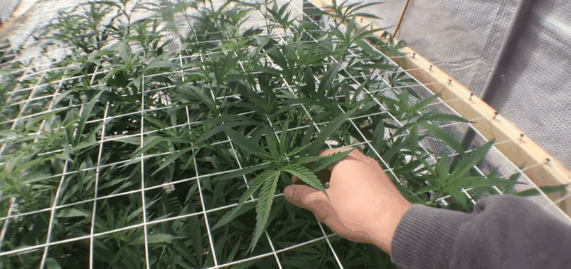 SCROG Methode Cannabis Anbau