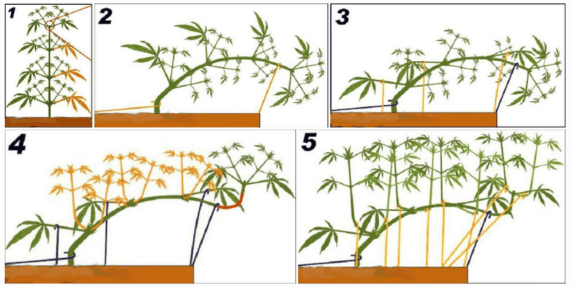 Cannabis Trainieren