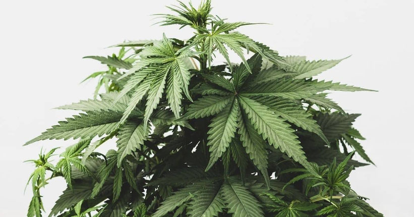 Anbau von Cannabis INdica