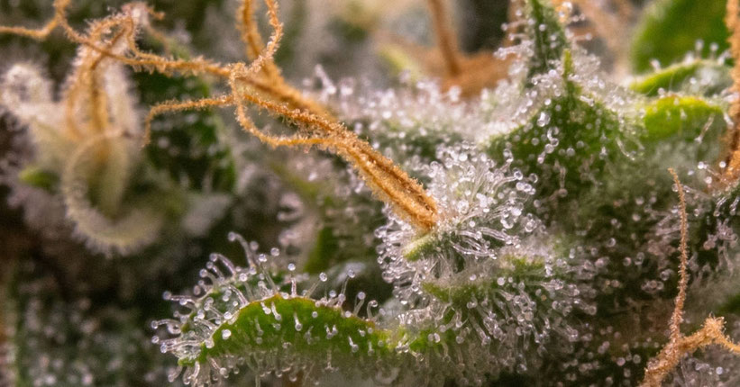 Wie und wann wachsen Trichome