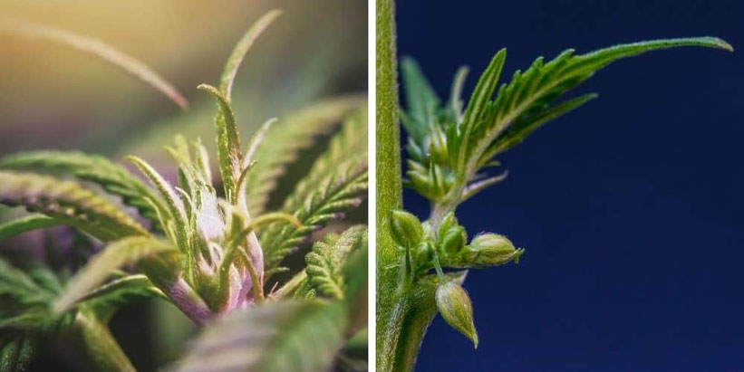 cannabis geschlechter erkennen