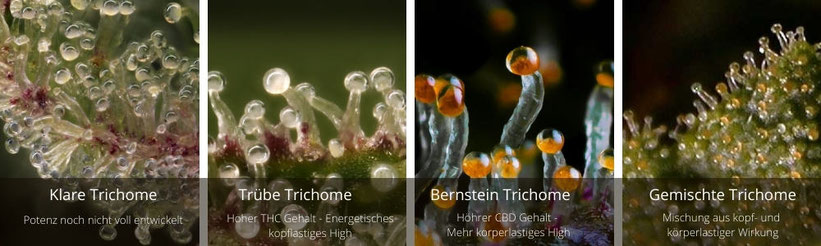 Wann sollte man Cannabis-Pflanzen anhand der Trichome ernten