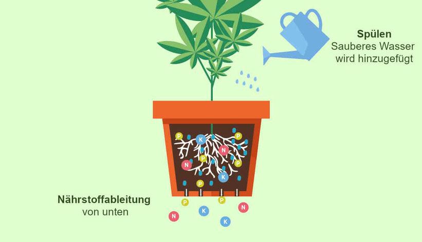 Spülen des Wuchsmediums