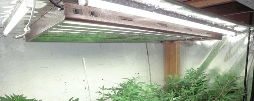 T5 Growlampe