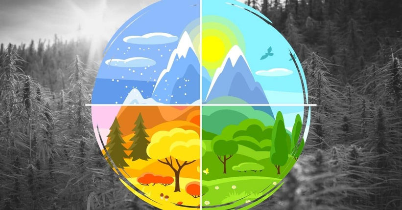 Die Saison für den Outdoor Cannabis-Anbau