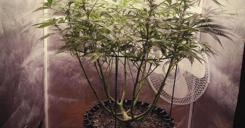 cannabis entlaubung in der vegetativen phase