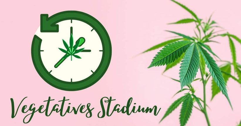 Cannabis-Pflanze im vegetativen Stadium
