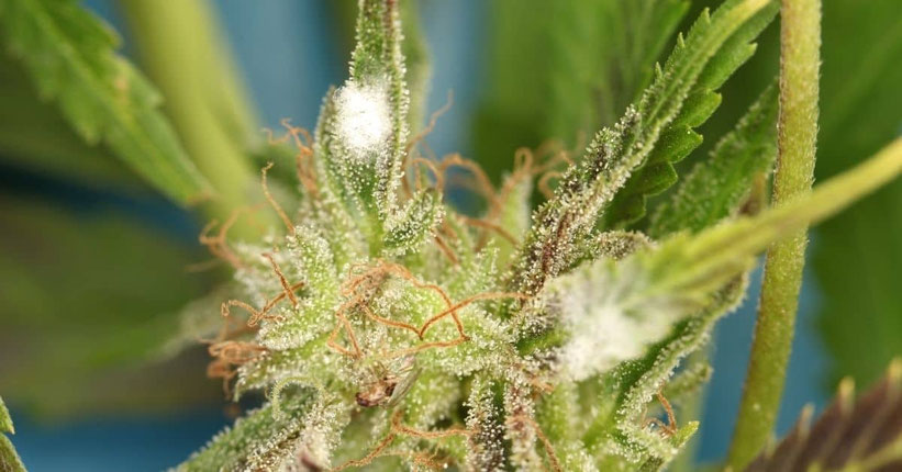 Woher kommt Schimmel auf Cannabis