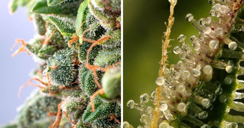 Woche 10 Autoflowering Blüte