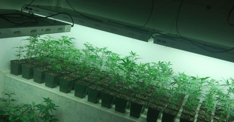 Was ist mit Cannabis-Stecklinge (Klone)