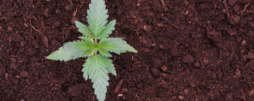 Welche Erde ist die beste für Cannabis