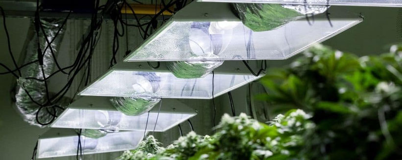 Hochdruck- Entlandungslampen (HID) für den Cannabisanbau