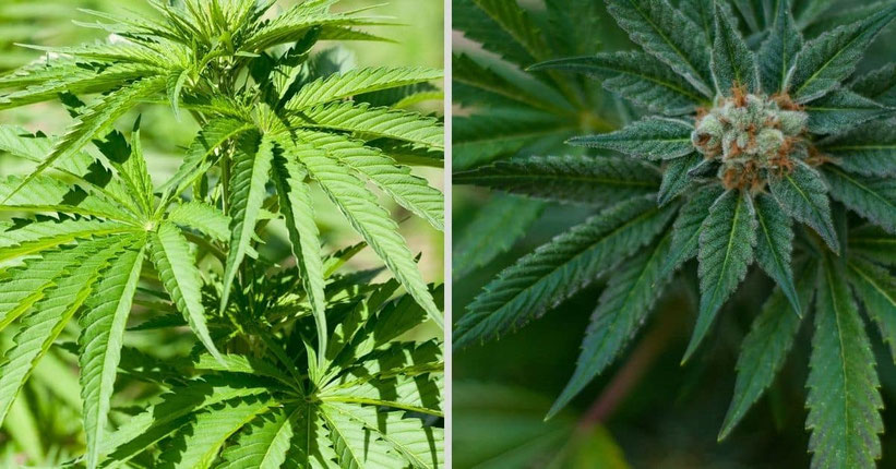 Cannabis Indica & Sativa