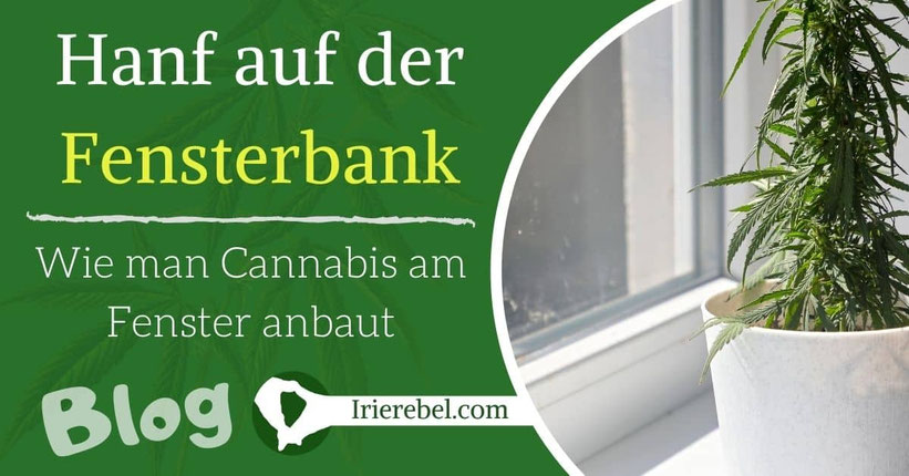 Hanf auf der Fensterbank – Wie man Cannabis am Fenster anbaut