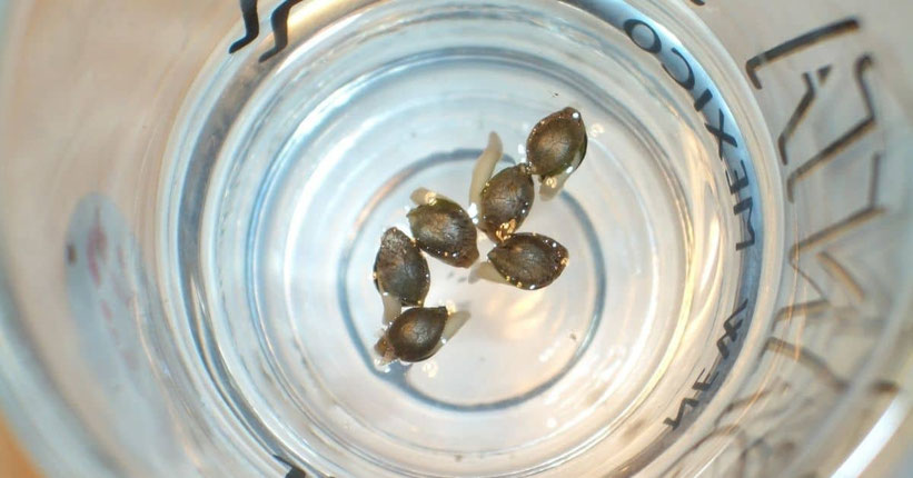 Autoflowering Samen in Wasser keimen