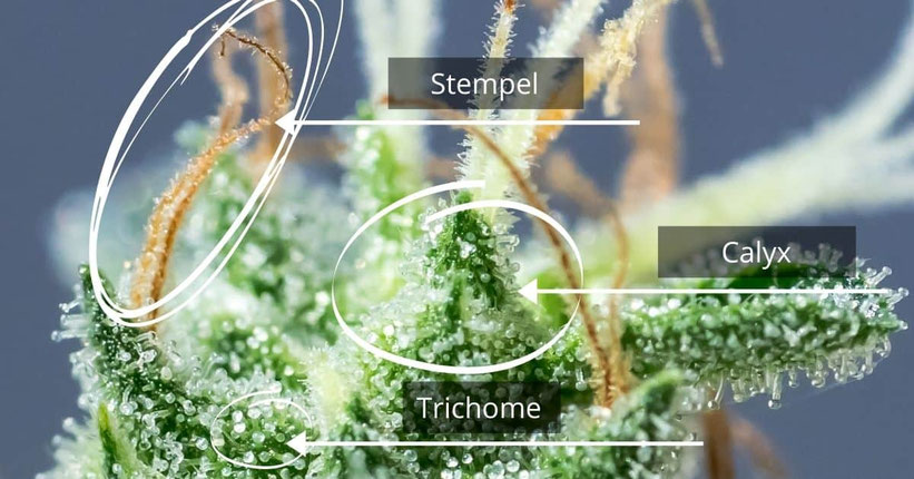 Stempel, Calyx & Trichome
