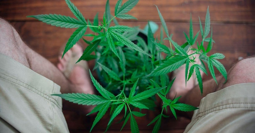 Cannabis auf dem Balkon anbauen - Erste Schritte