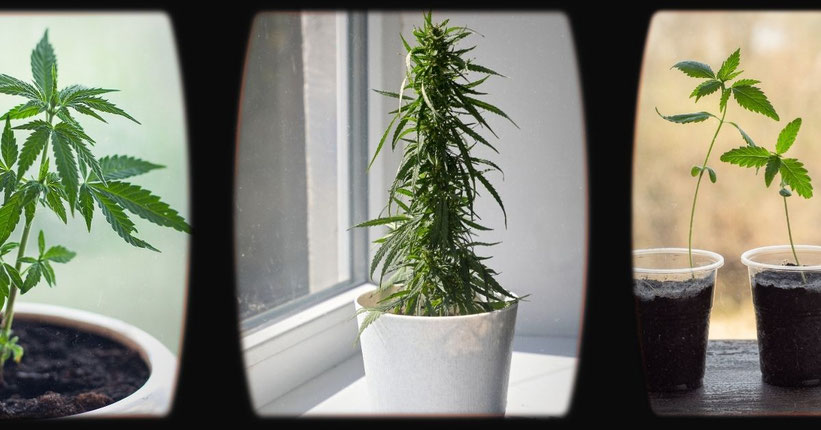 Wie man Cannabis auf einer Fensterbank anbaut