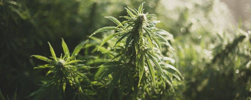 Autoflowering Sorten für den Anbau im Freien (Outdoor)