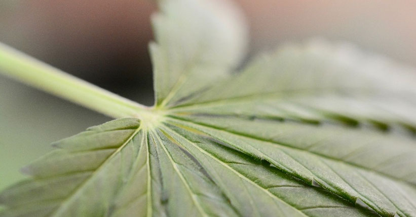 Nachteile der Entlaubung von Autoflowering Cannabis